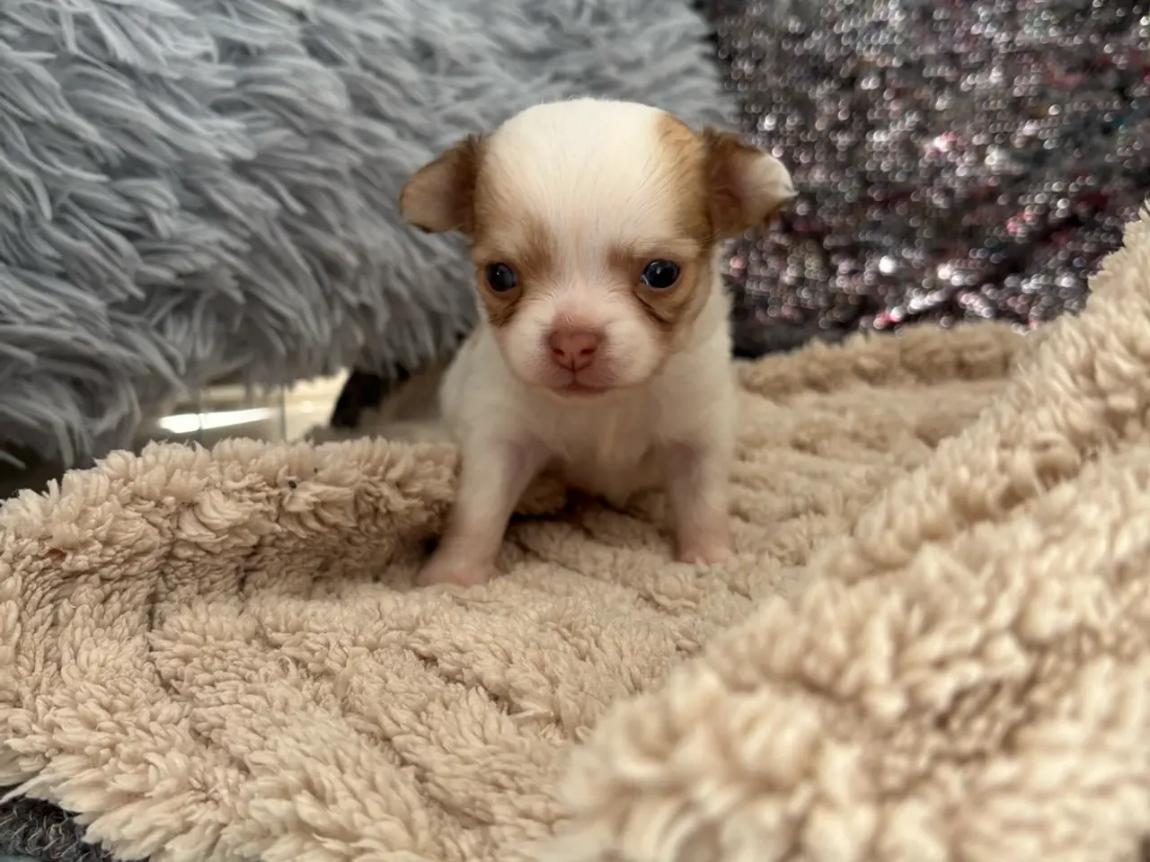 Billede 2 - To søde Chihuahua hvalpe
