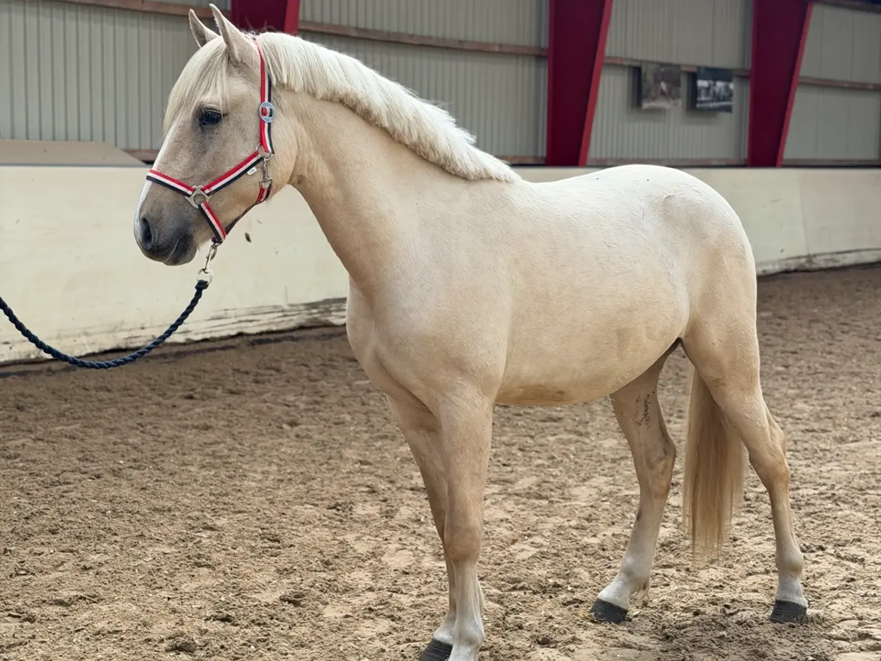 Billede 1 - Flot palomino 2 års 