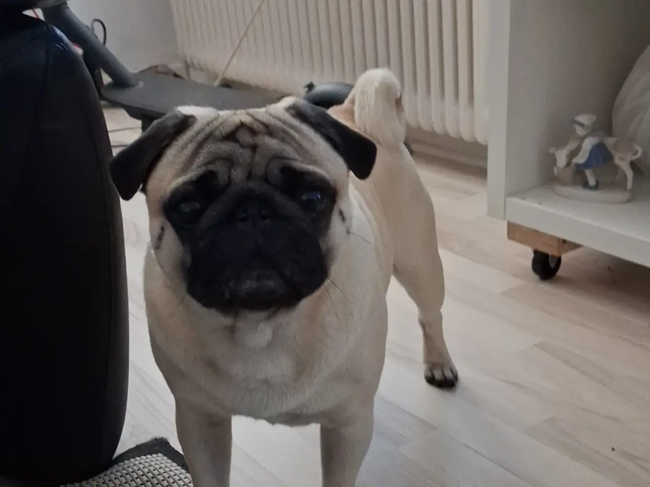Billede 3 - Mops til parring