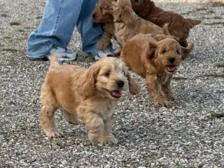 🐶❤️ 4 SKØNNE COCKERPOO-HVALPE SØGER KÆRLIGE HJEM