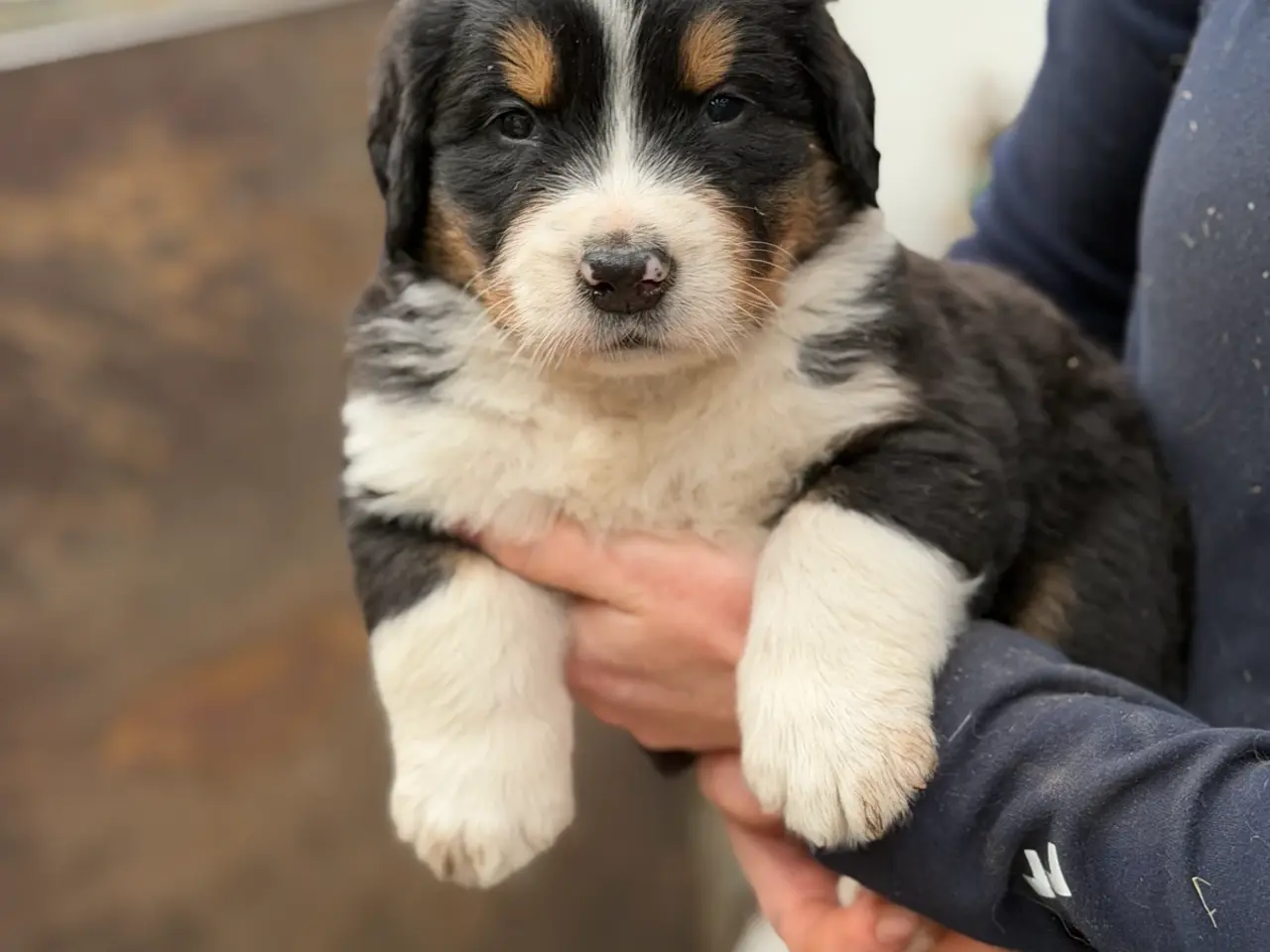 Billede 9 - Bamse hundehvalpe