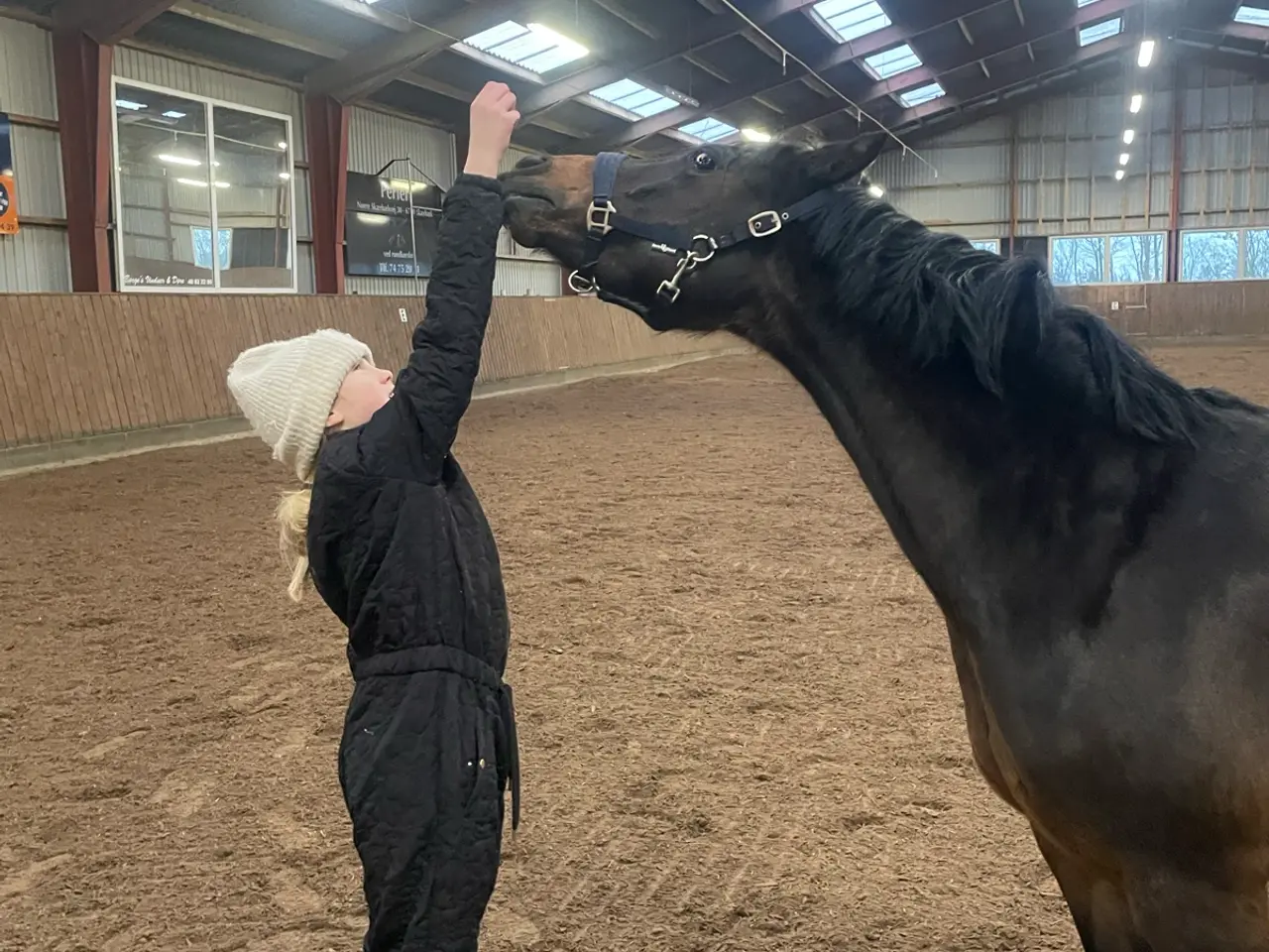 Billede 7 - Smuk Wels pony hoppe