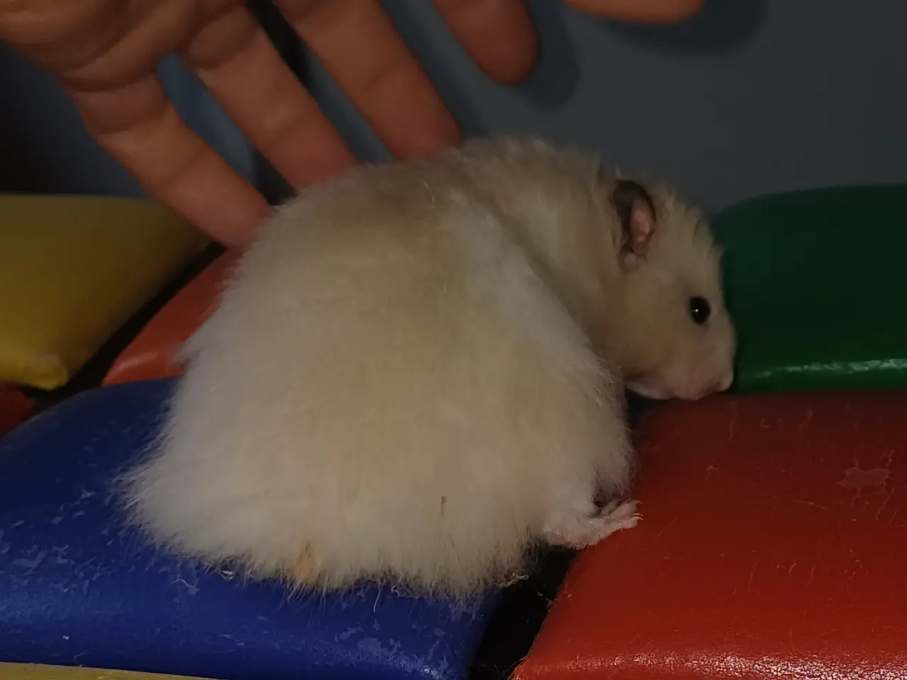 Billede 9 - Guldhamster unger (langhårede)