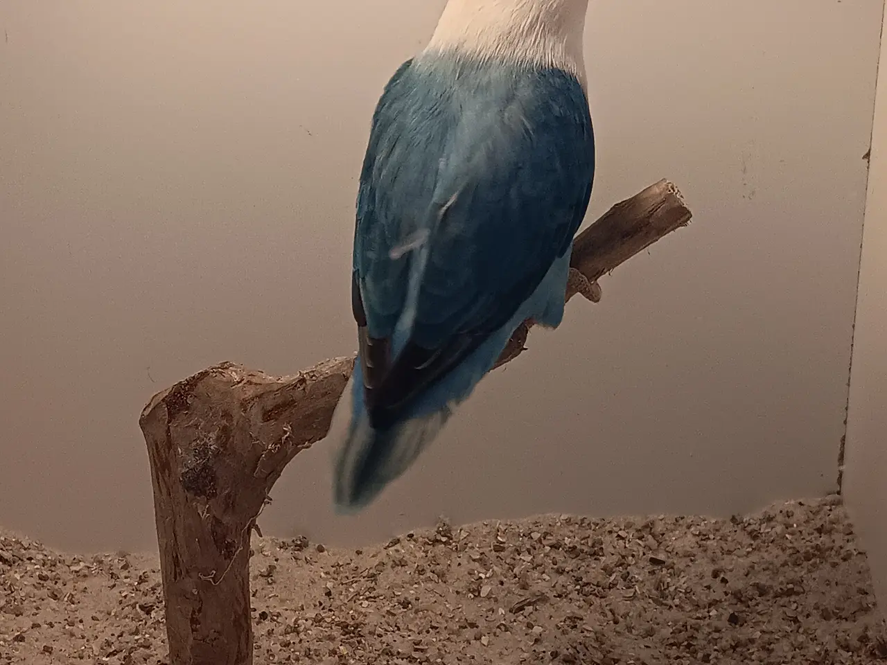 Billede 7 - Rødhovdet dværge papegøje I opaline blå. 