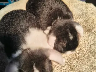 Kun 1 stk hun tilbage