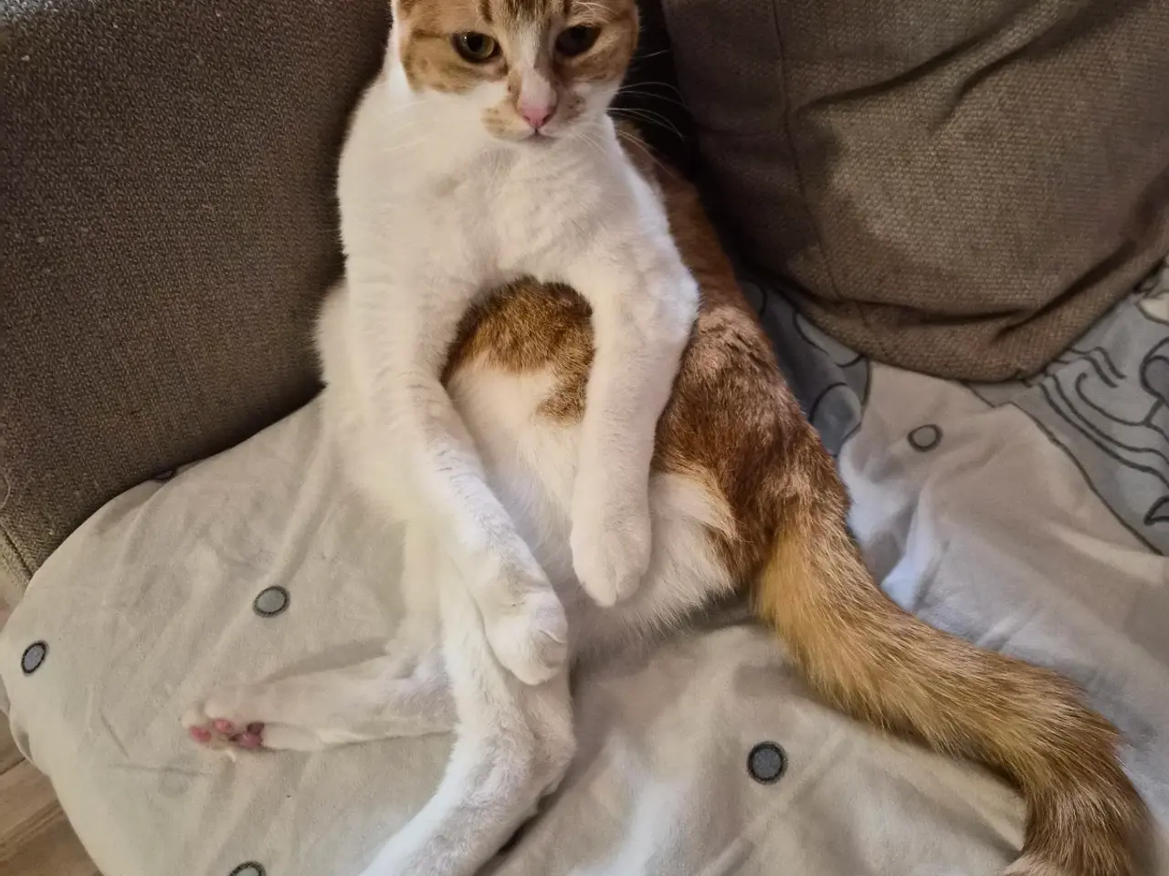 Billede 17 - Cats looking for new loving forever home
