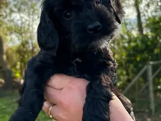 Jagt og familiehunde