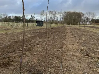 🌳 Økologiske podede valnøddetræer