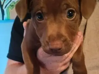 Patterdaleterrier hvalpe - 3
