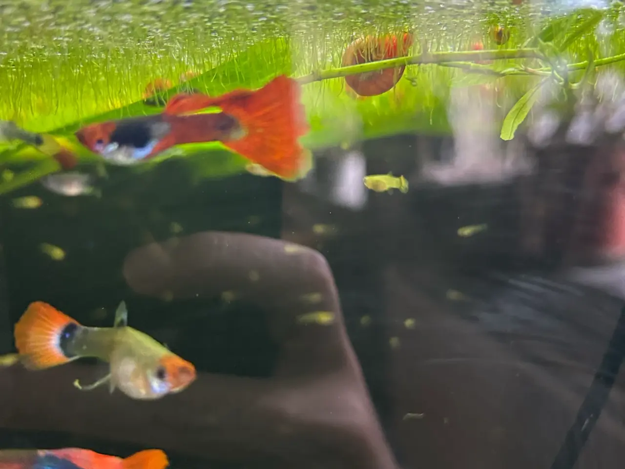 Billede 11 - 🔥❤️ Rednose Dumbo Guppy – Premium Voksne | Viby J
