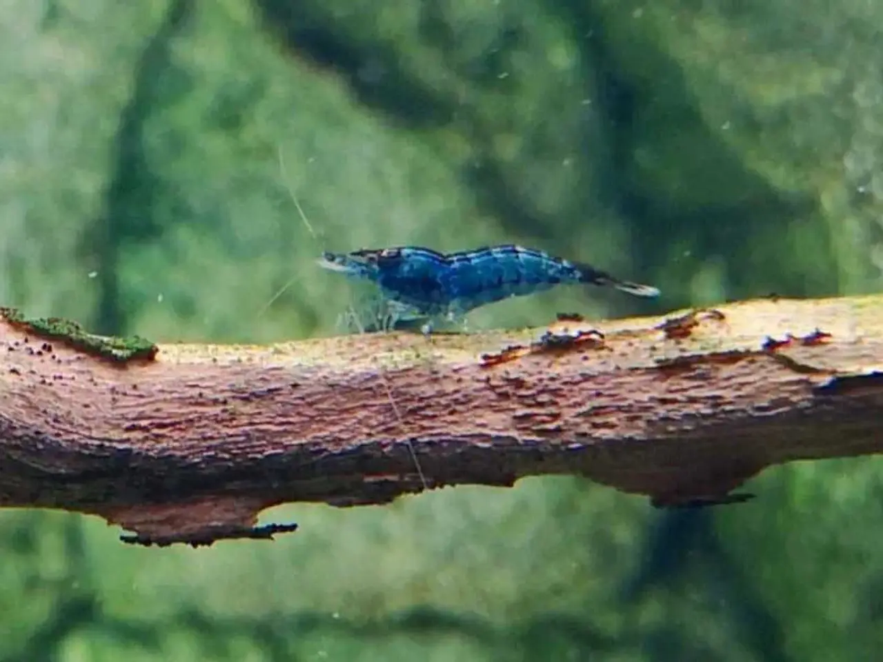 Billede 3 - Neocaridina Davidii, Blue Dream rejer