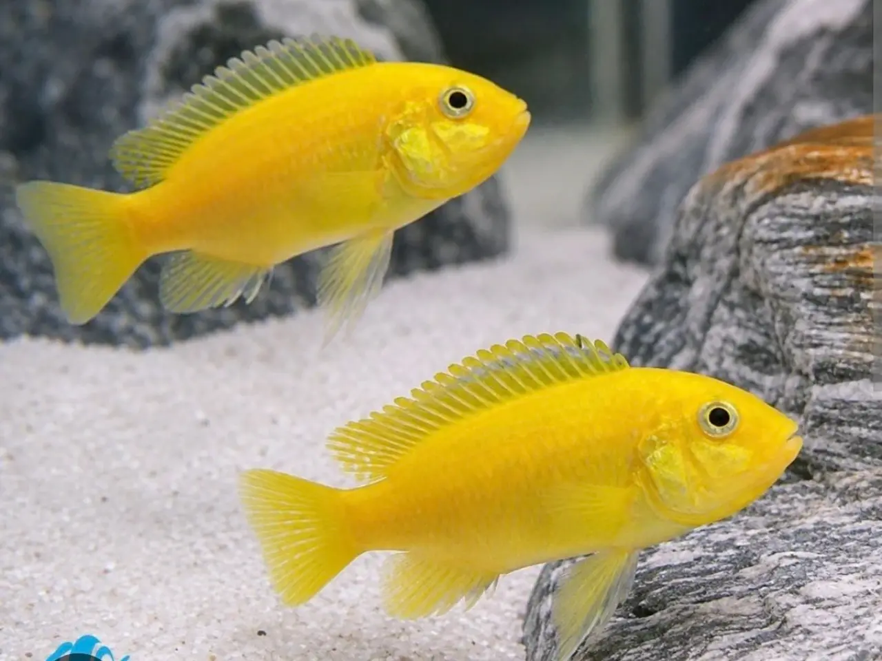 Billede 1 - Yellow Lab (Labidochromis caeruleus)