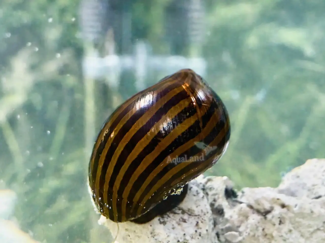 Billede 1 - Zebra Nerite - Slip af med alger 