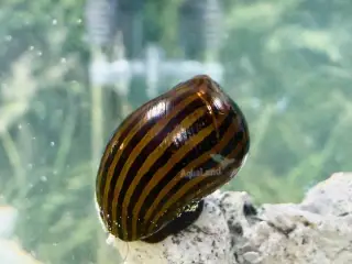 Zebra Nerite - Slip af med alger 