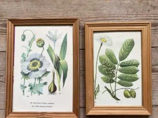 2 små billeder med blomster / botanik