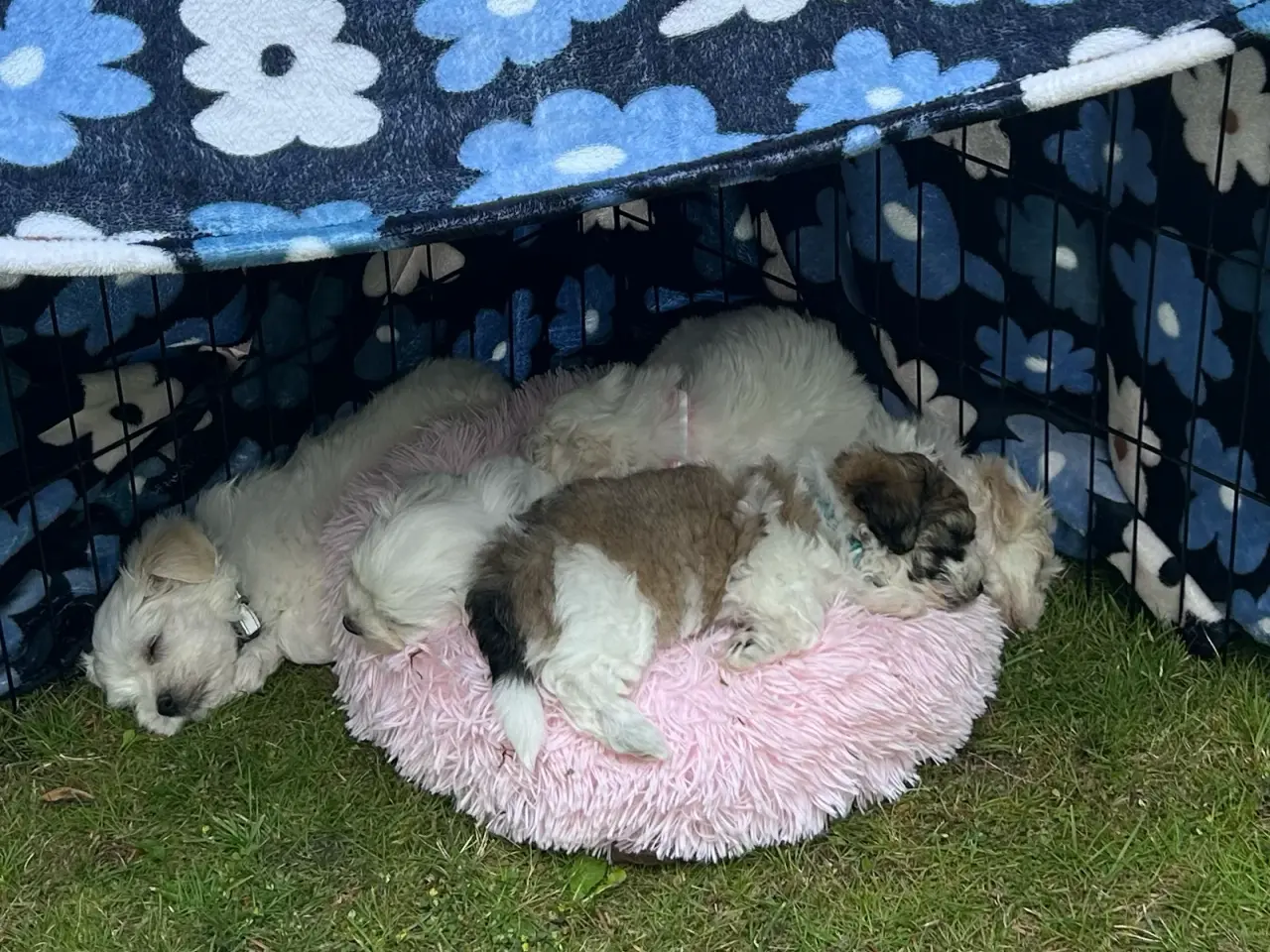 Billede 1 - Bomuldshund
