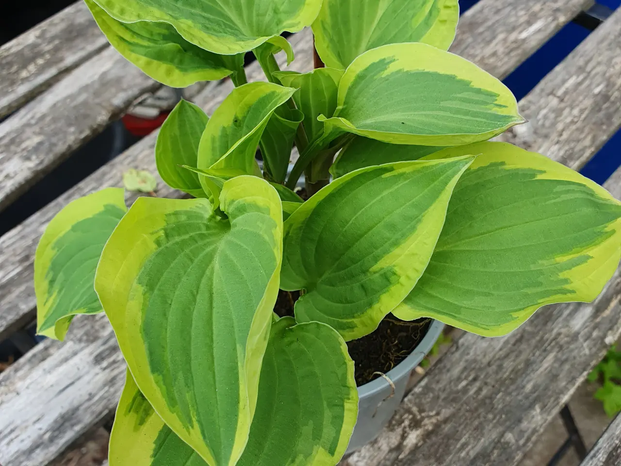 Billede 1 - Hosta