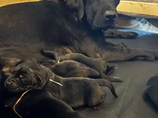 Skønneste labrador hvalpe sælges - 4