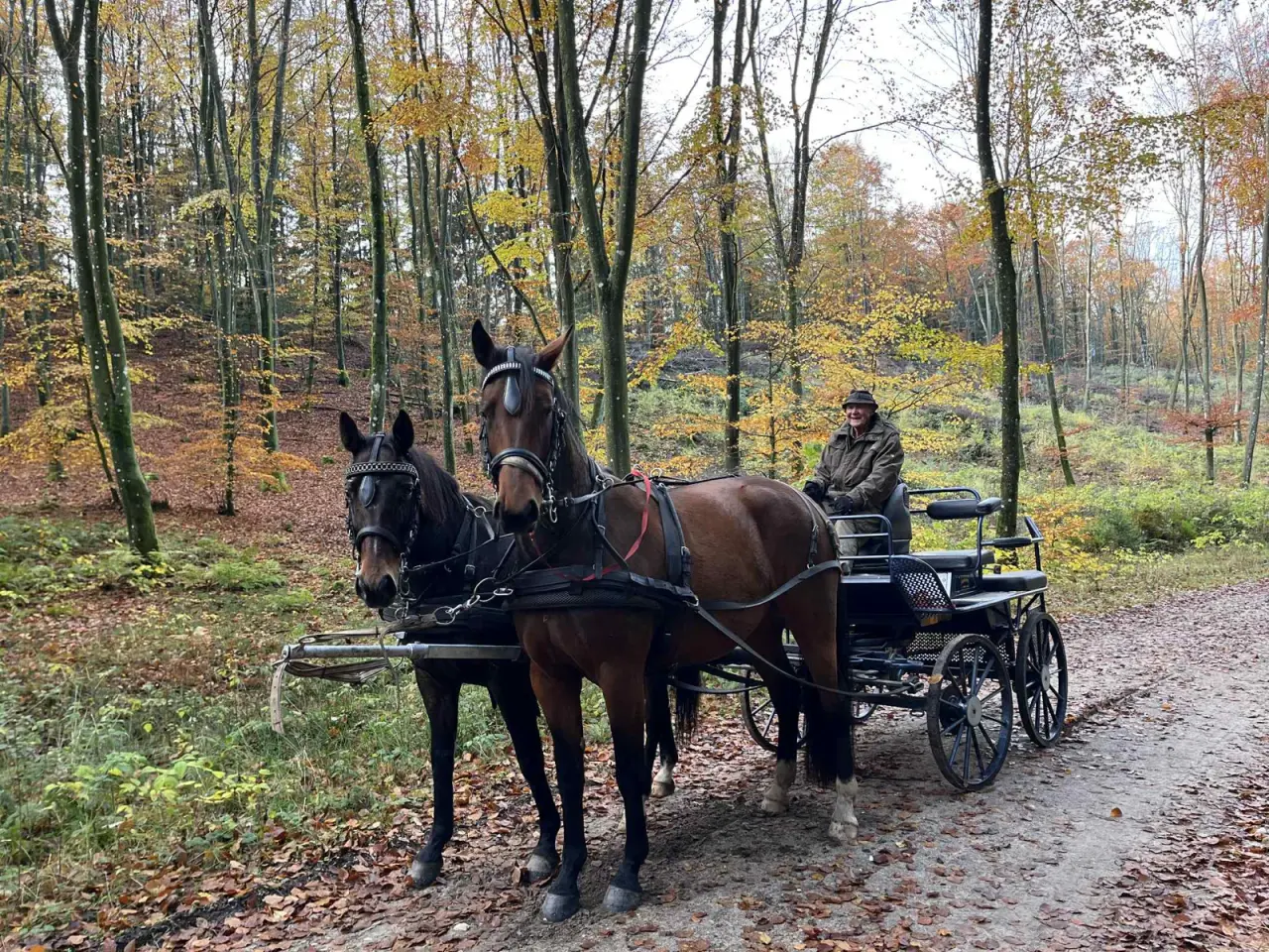 Billede 1 - Kørevandt Oldenborg hoppe