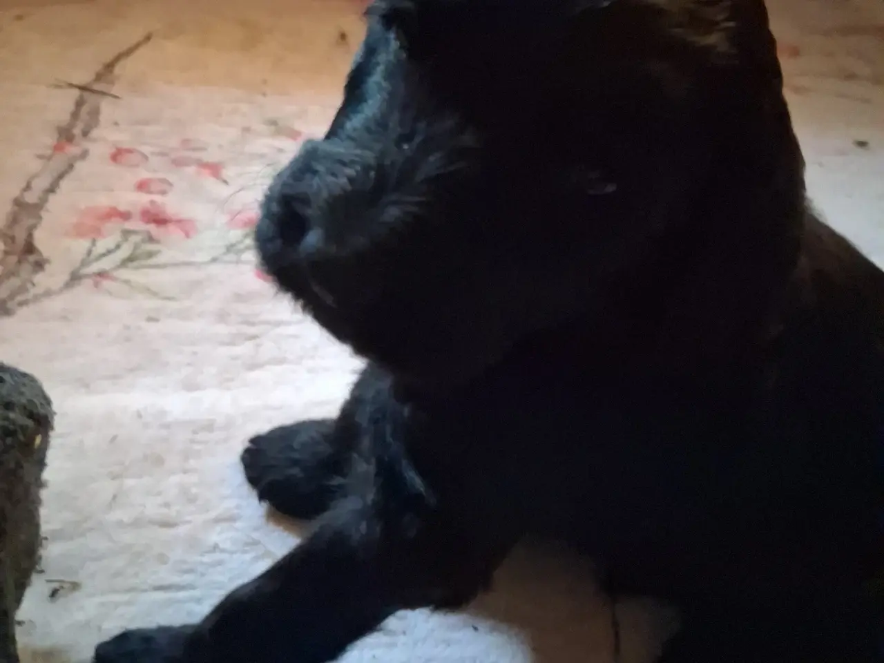 Billede 1 - de lækreste store goldendoodle-bamser