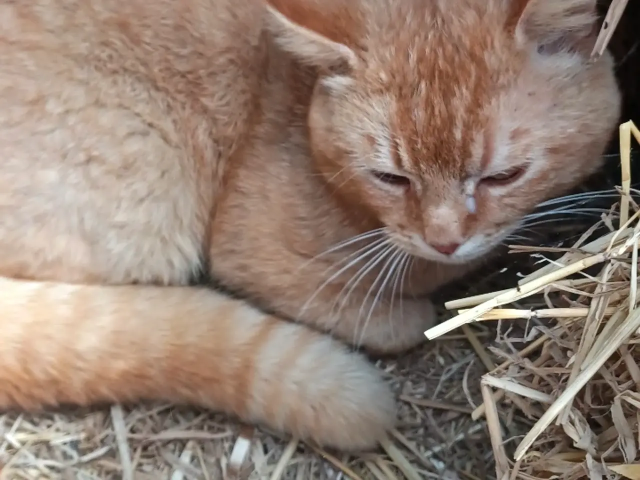 Billede 1 - Kat