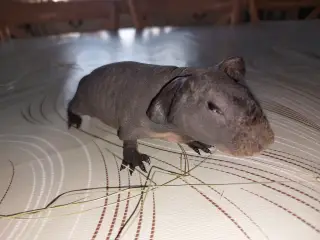 Skinny pig