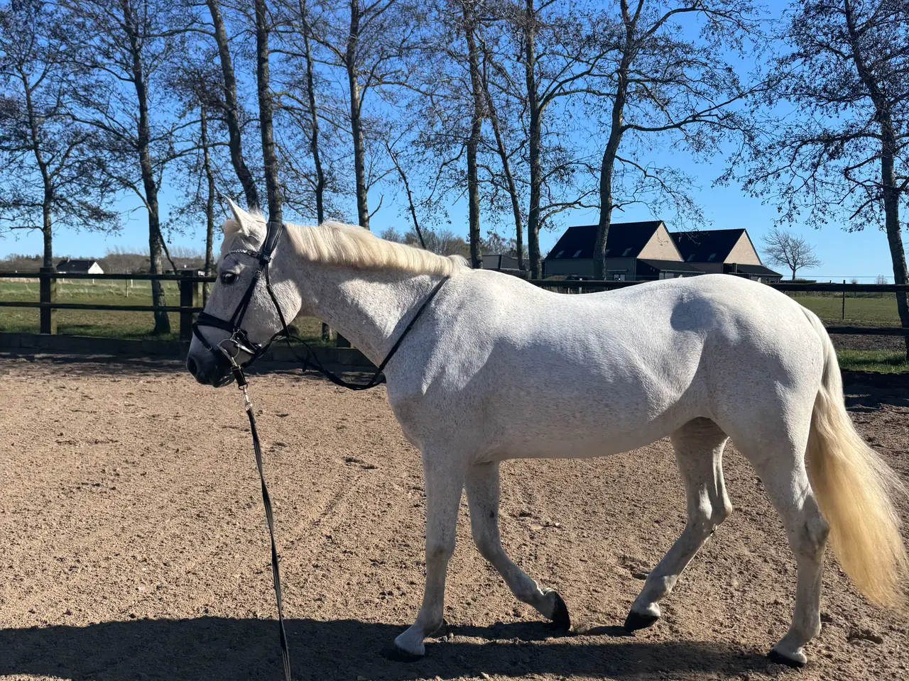 Billede 4 - Sød og skøn all around hoppe sælges