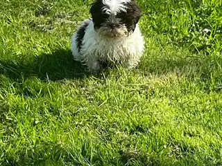 Shih tzu hvalp Chokolade farvet