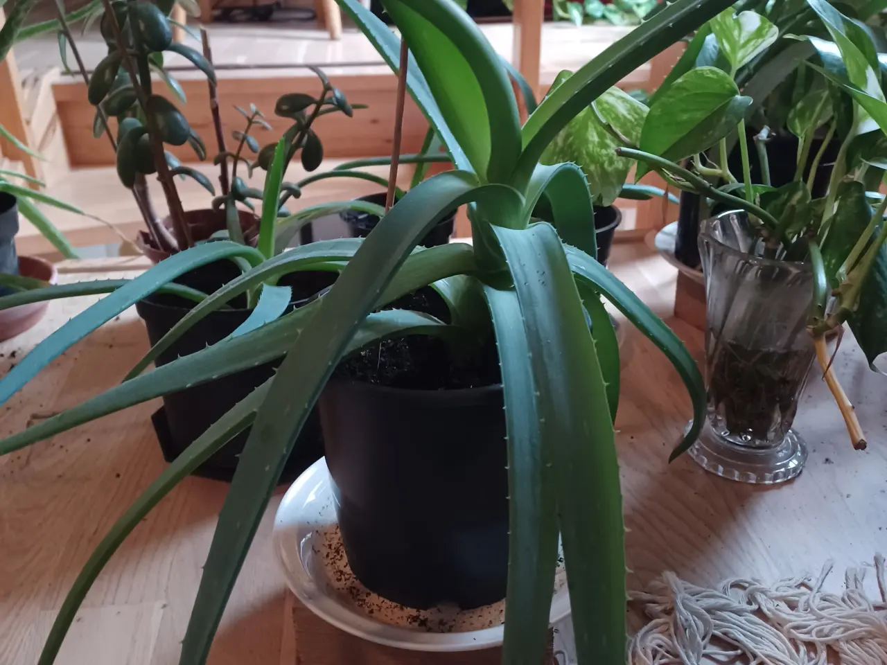 Billede 4 - Aloe Vera potteplanter