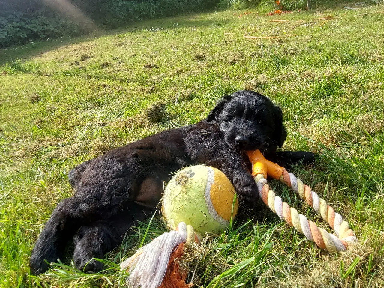 Billede 4 - Berner/Golden doodle.... ikke labradoodle