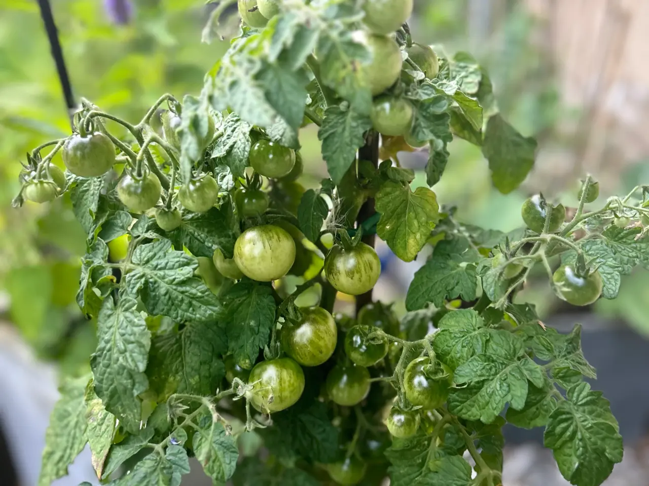 Billede 9 - Sunde frø af STORE tomater 🍅