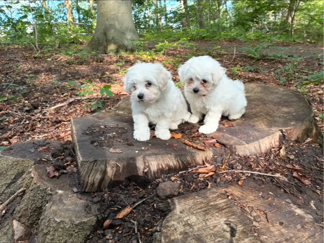 Billede 2 - 🐶💕 2 SKØNNE BICHON FRISÉ PIGEHVALPE SØGER DERES