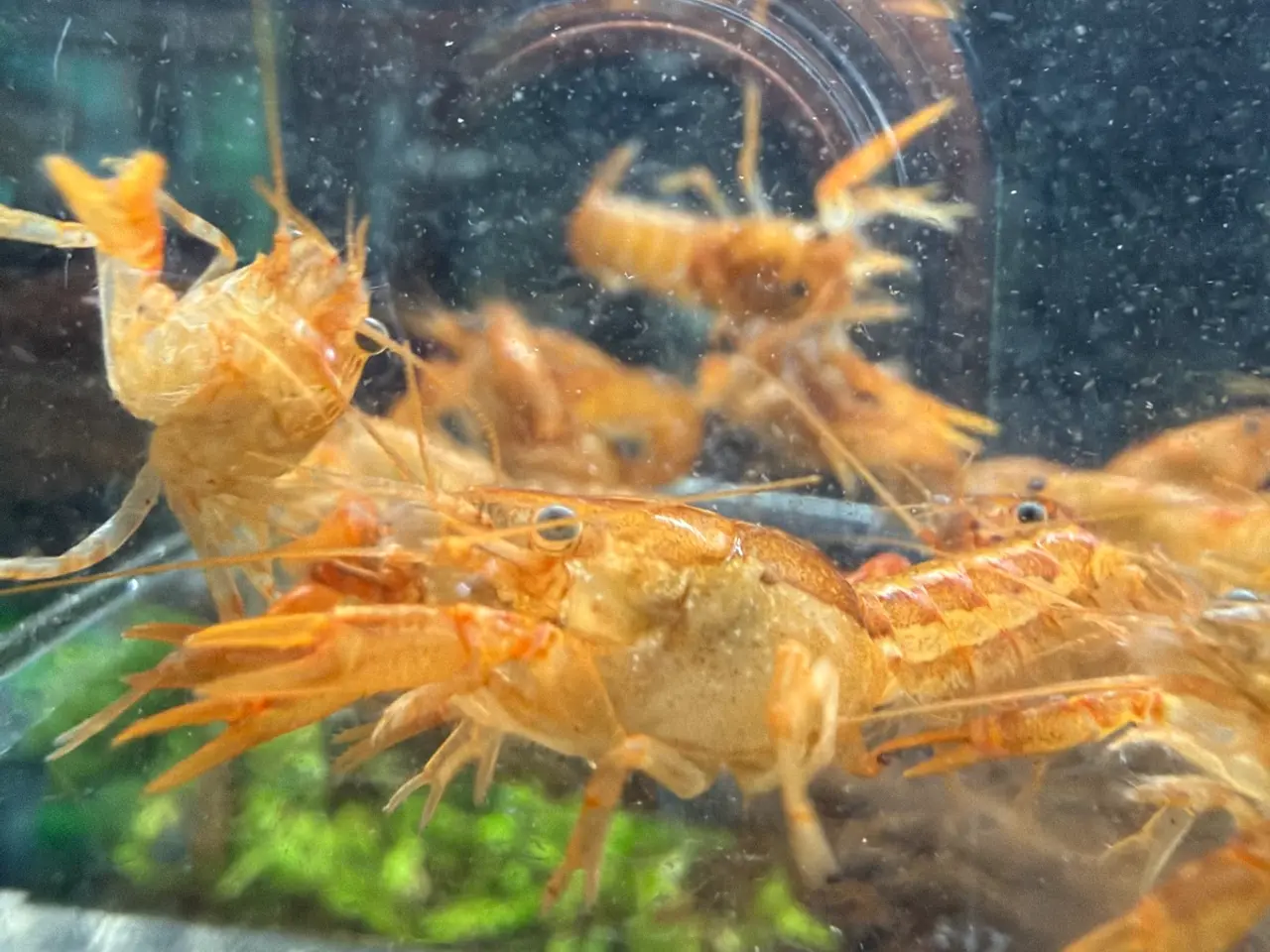 Billede 6 - 🦞 Flotte luksus orange CPO krebs🦞
