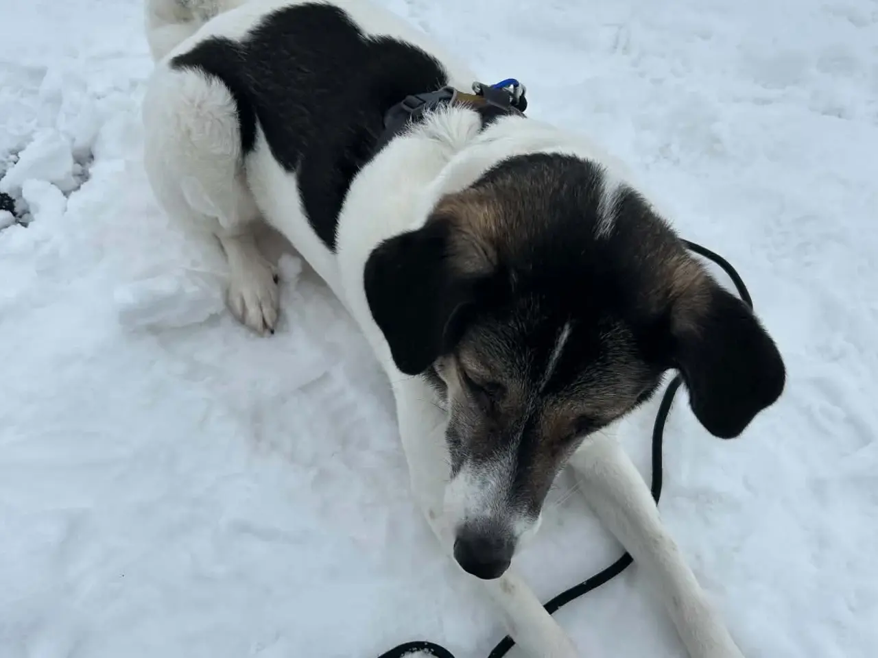 Billede 9 - Skønne Safi søger nyt hjem 🐶