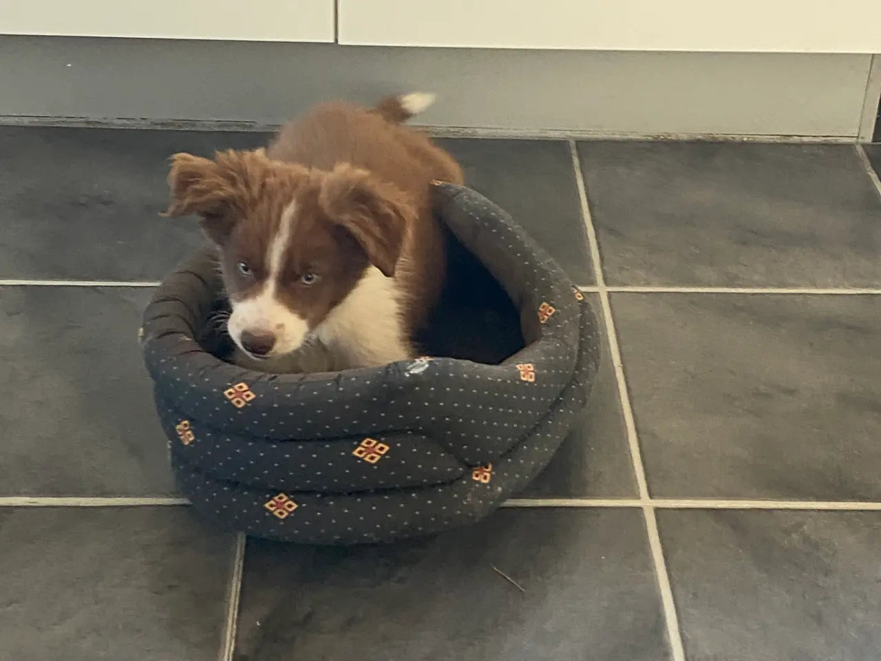 Billede 15 - Border Collie