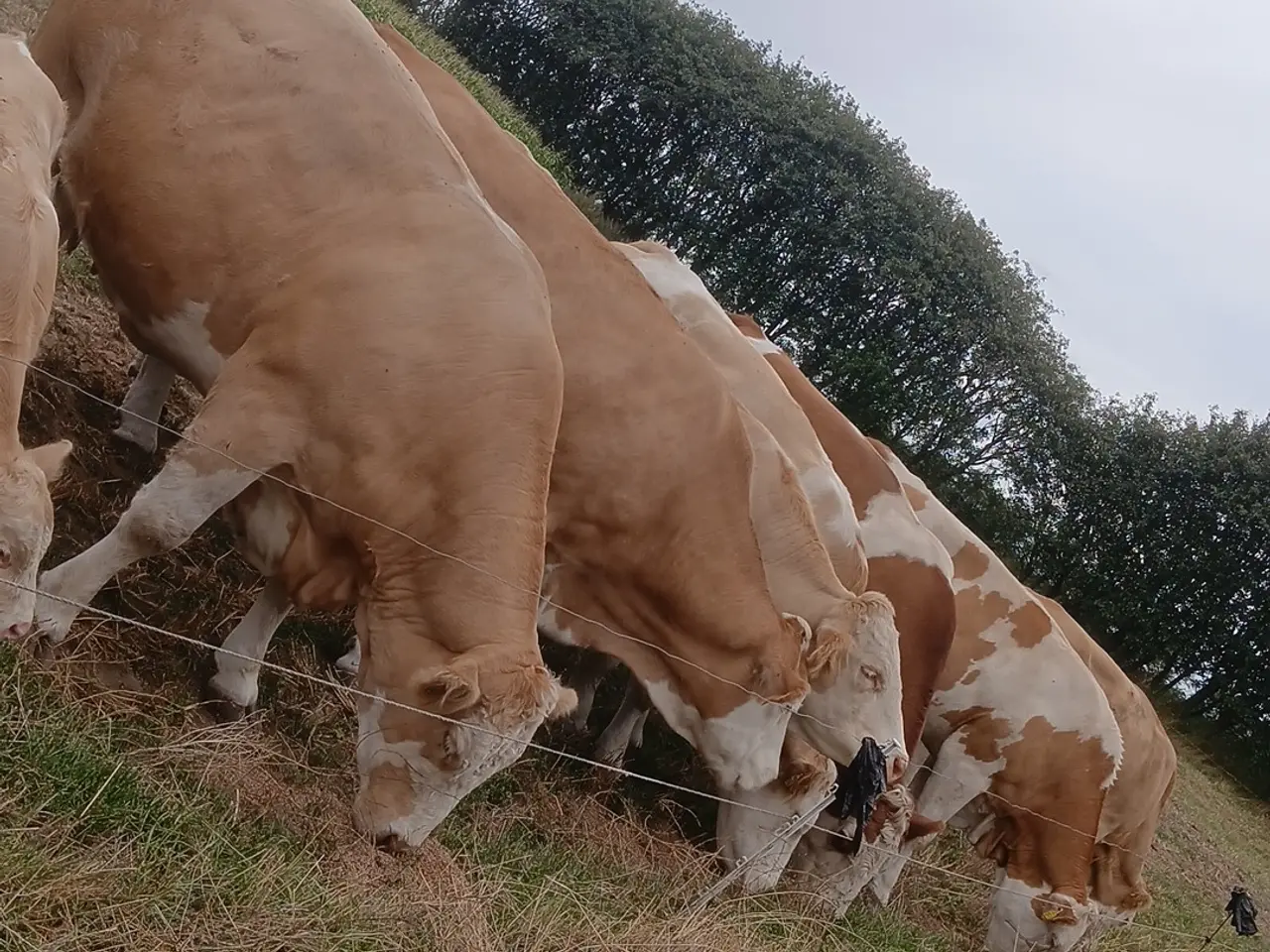 Billede 2 - Simmentaler køer