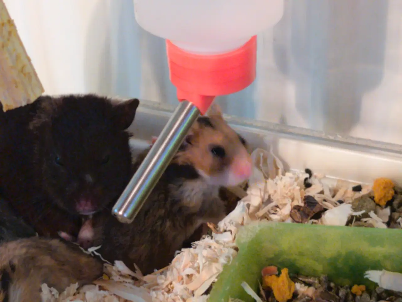 Billede 8 - Hamster unger sælges