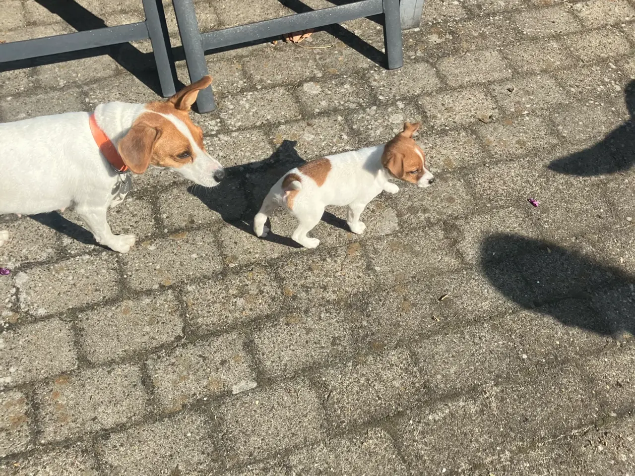 Billede 13 - Jack Russel hvalpe