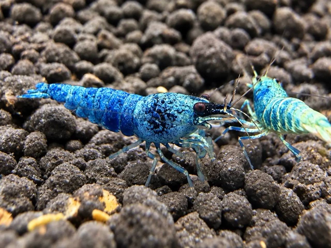 Billede 10 - 📛Tilbud📛 Blue Taiwan Bee Shrimp – Caridina rejer