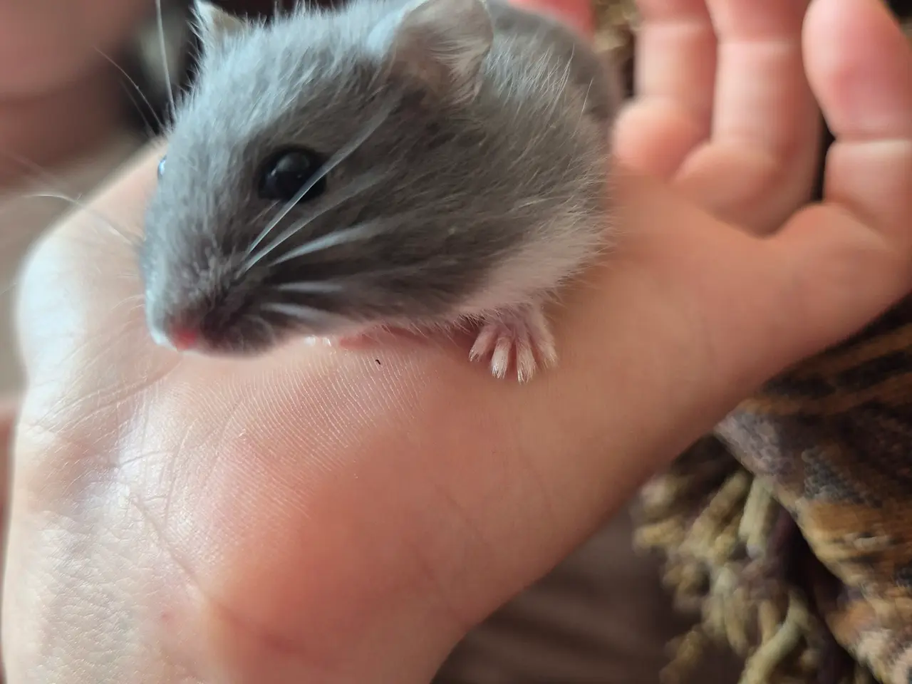 Billede 3 - Blå dværgehamster