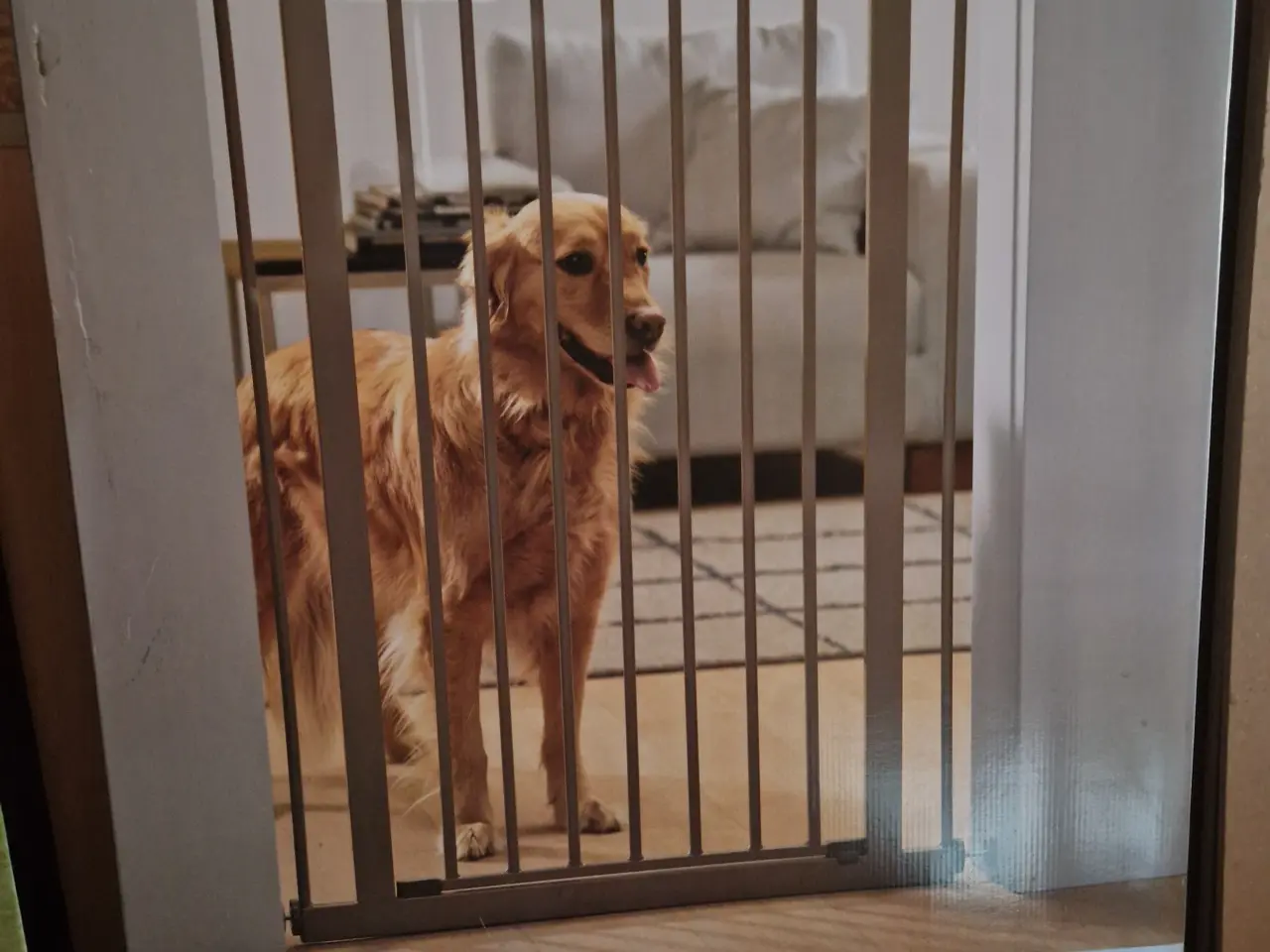 Billede 1 - Hundegitter 107 cm høj