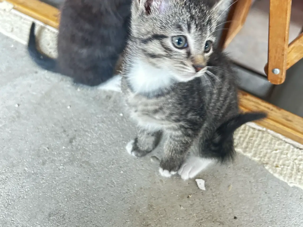 Billede 6 - Søde katte killinger søger hjem❤️