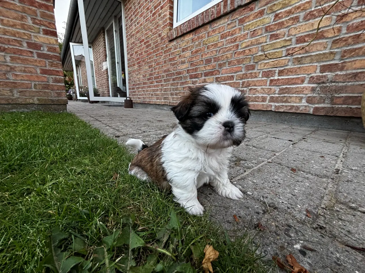 Billede 10 - Shih Tzu og Lhasa Apso - 2 tæver