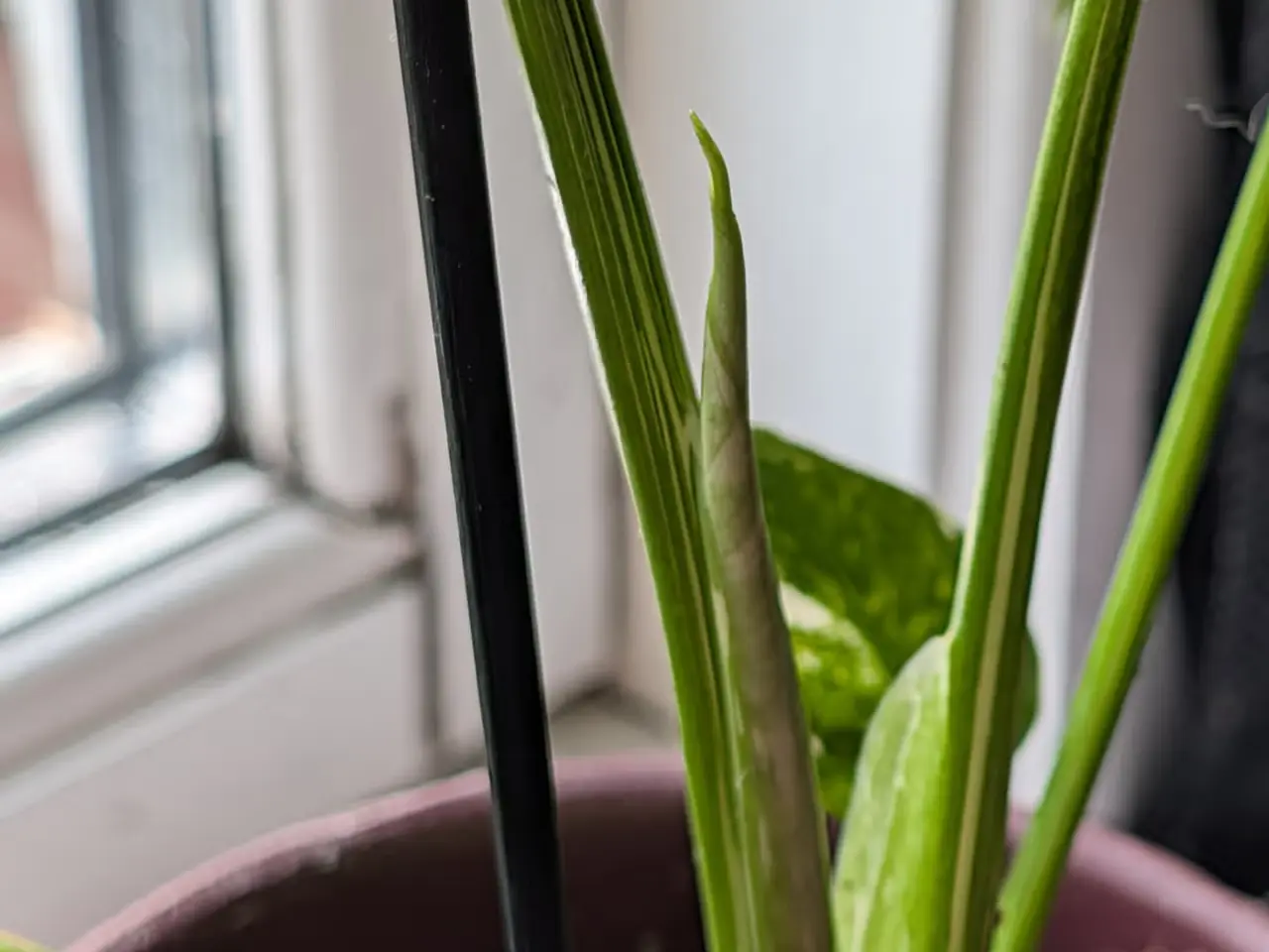 Billede 3 - Monstera deliciosa 'Thai constellation'