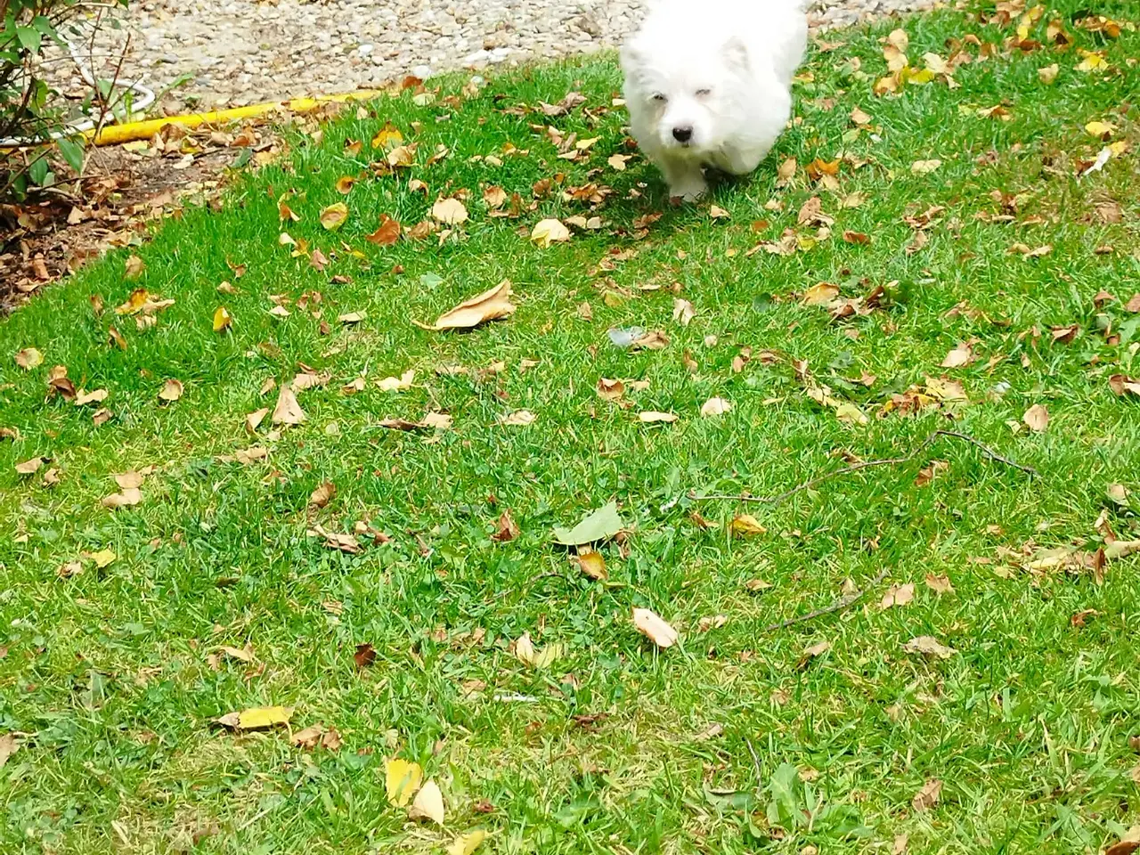 Billede 3 - Coton de tulear