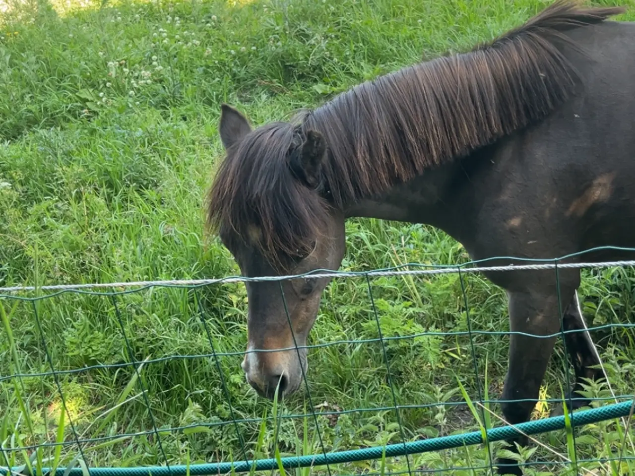 Billede 3 - Sød børne pony Jackie