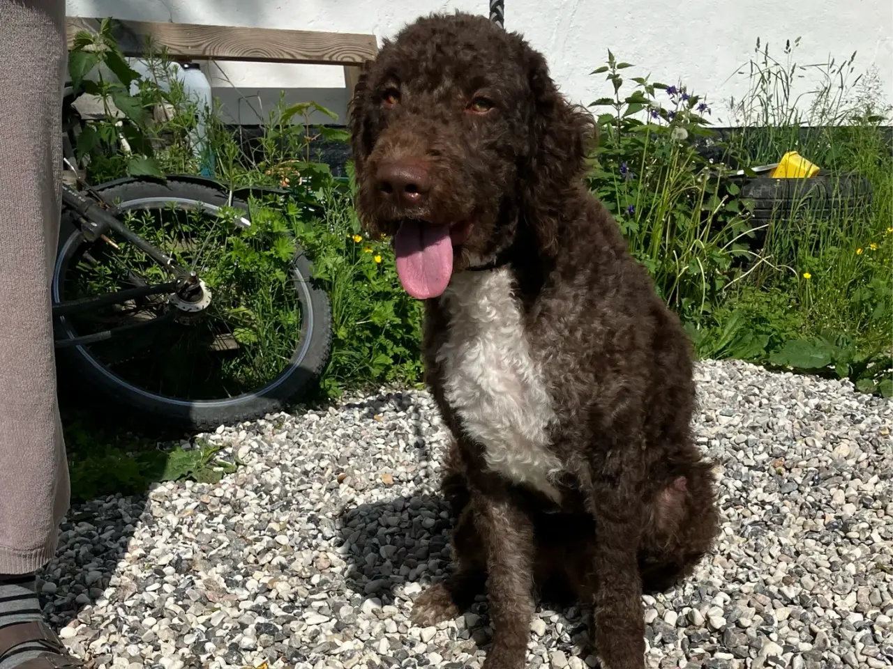 Billede 6 - Lagotto/curly coated retriever