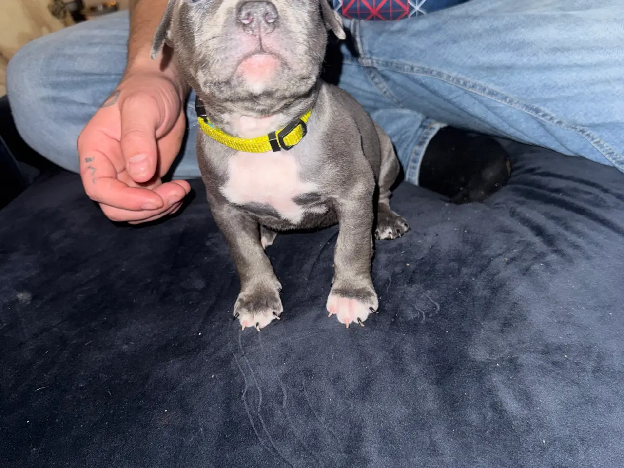 Billede 5 - American bully hvalpe🩵🩷