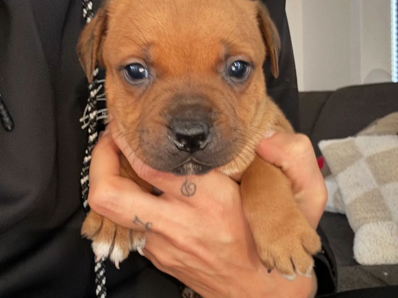 Billede 1 - Engelsk Staffordshire Terrier hvalpe