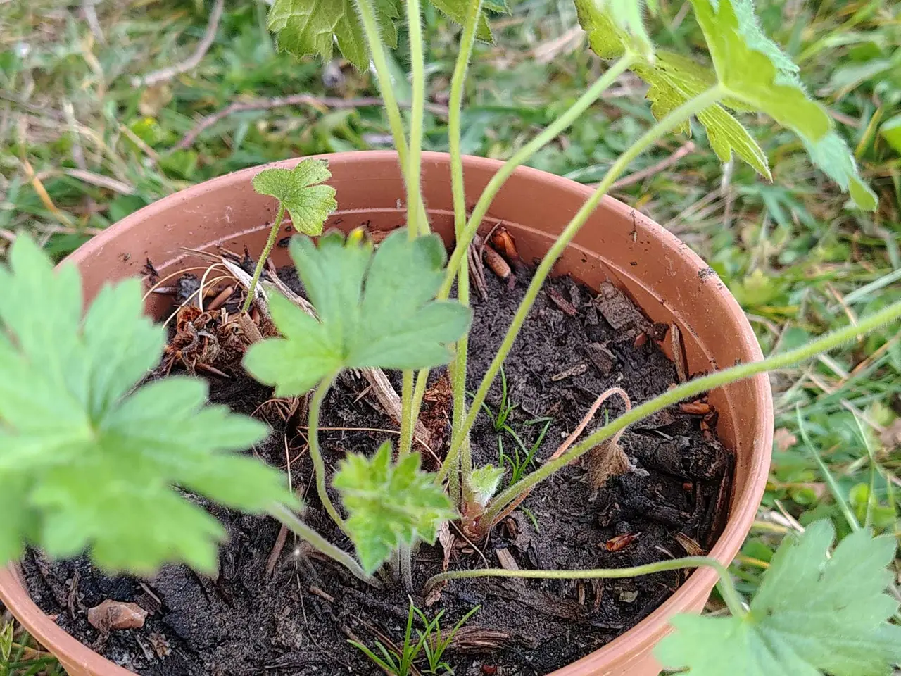 Billede 3 - Geranium Hola Guapa